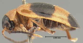 Media type: image; Entomology 19420   Aspect: habitus lateral view